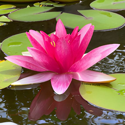 Botanische Entspannungswelten